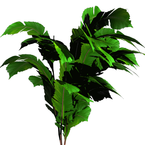plante exotique 5 lettres